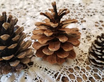 39 Conifer Cones (Souvenirs Book 1)